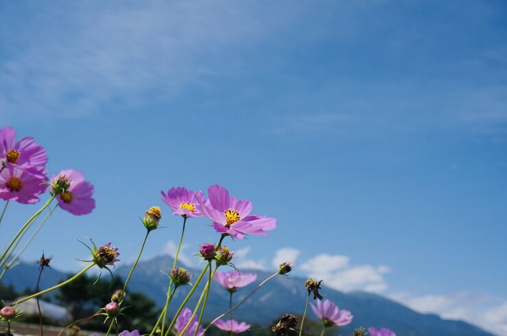 コスモス