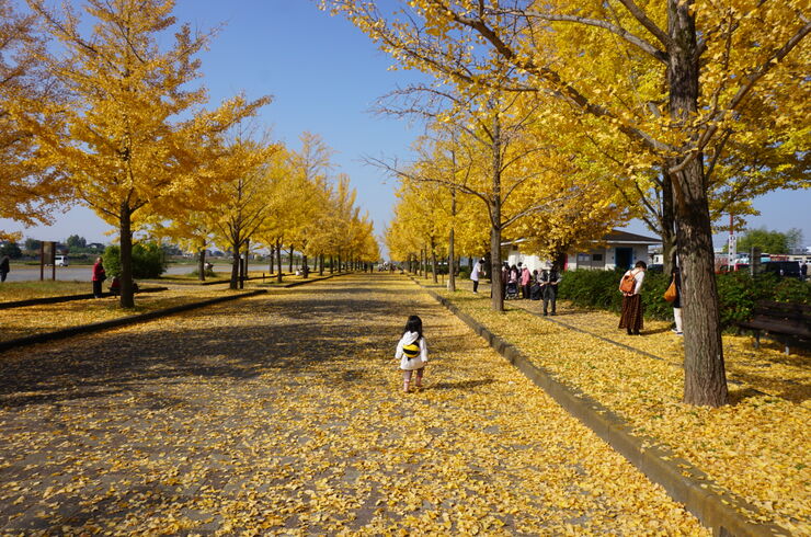 加須花崎水上公園　いちょう並木