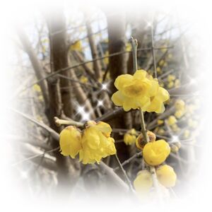 四季を楽しむ　ロウバイ