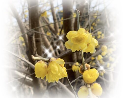 四季を楽しむ　ロウバイ