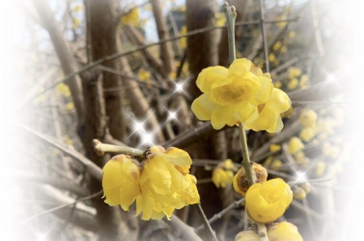 四季を楽しむ　ロウバイ